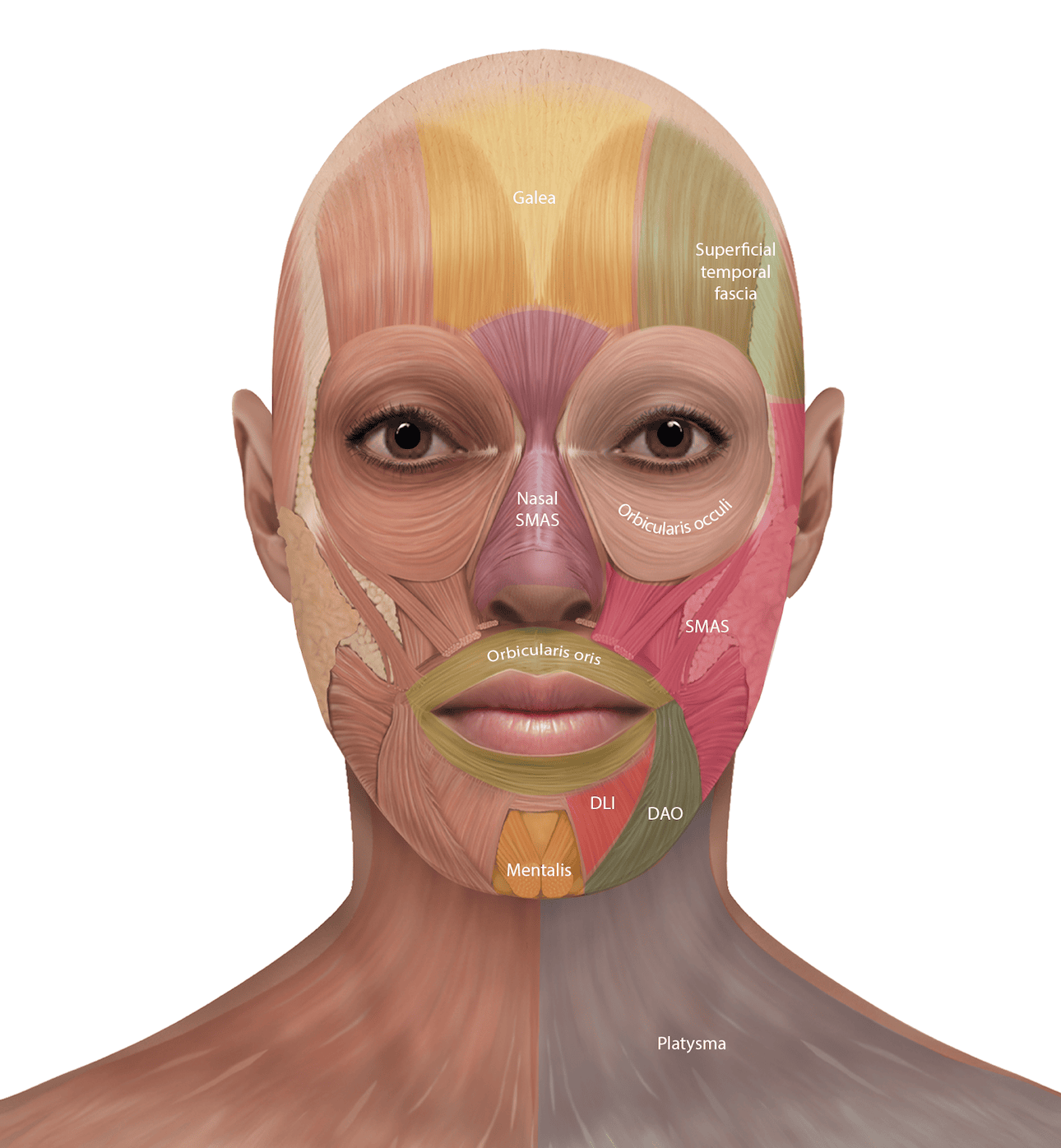 DAO Botox treatment concept – corners of the mouth support and muscle balance