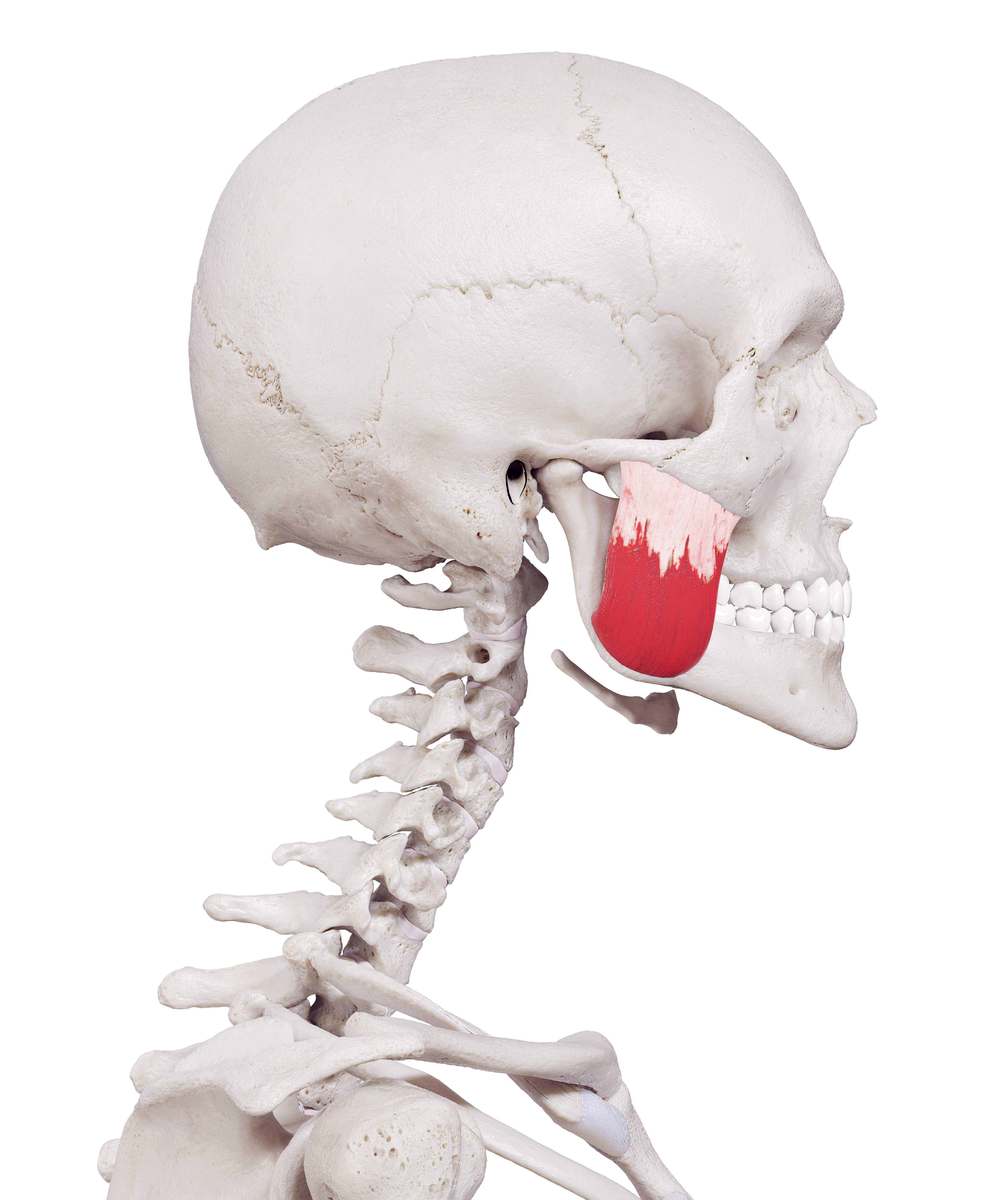 Masseter Muscle Anatomy