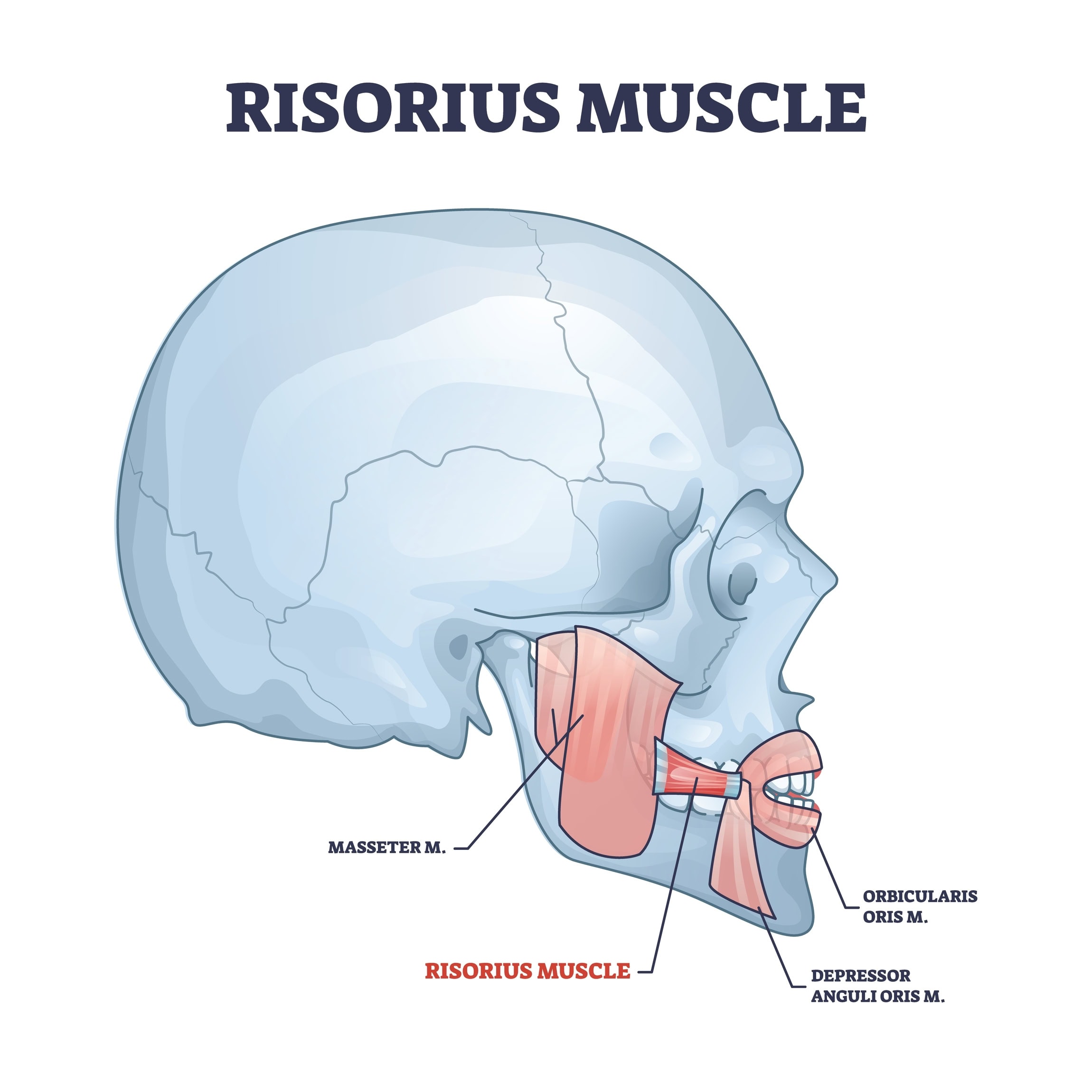 Risorius Muscle and Facial Anatomy