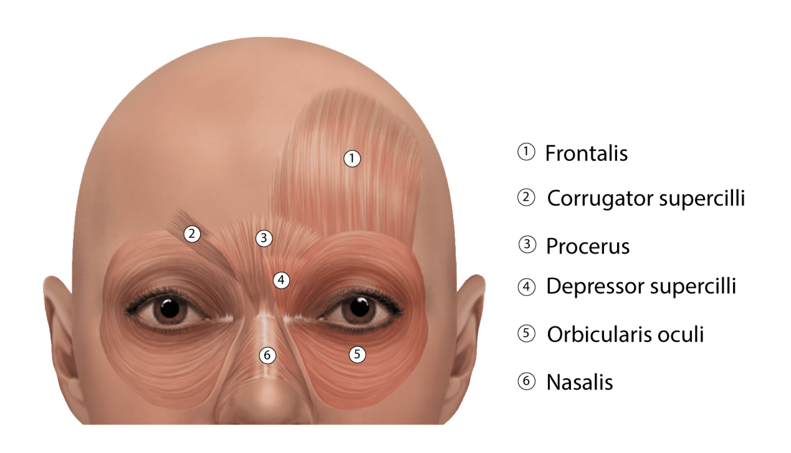 Upper face anatomy used in advanced botox training for doctors London